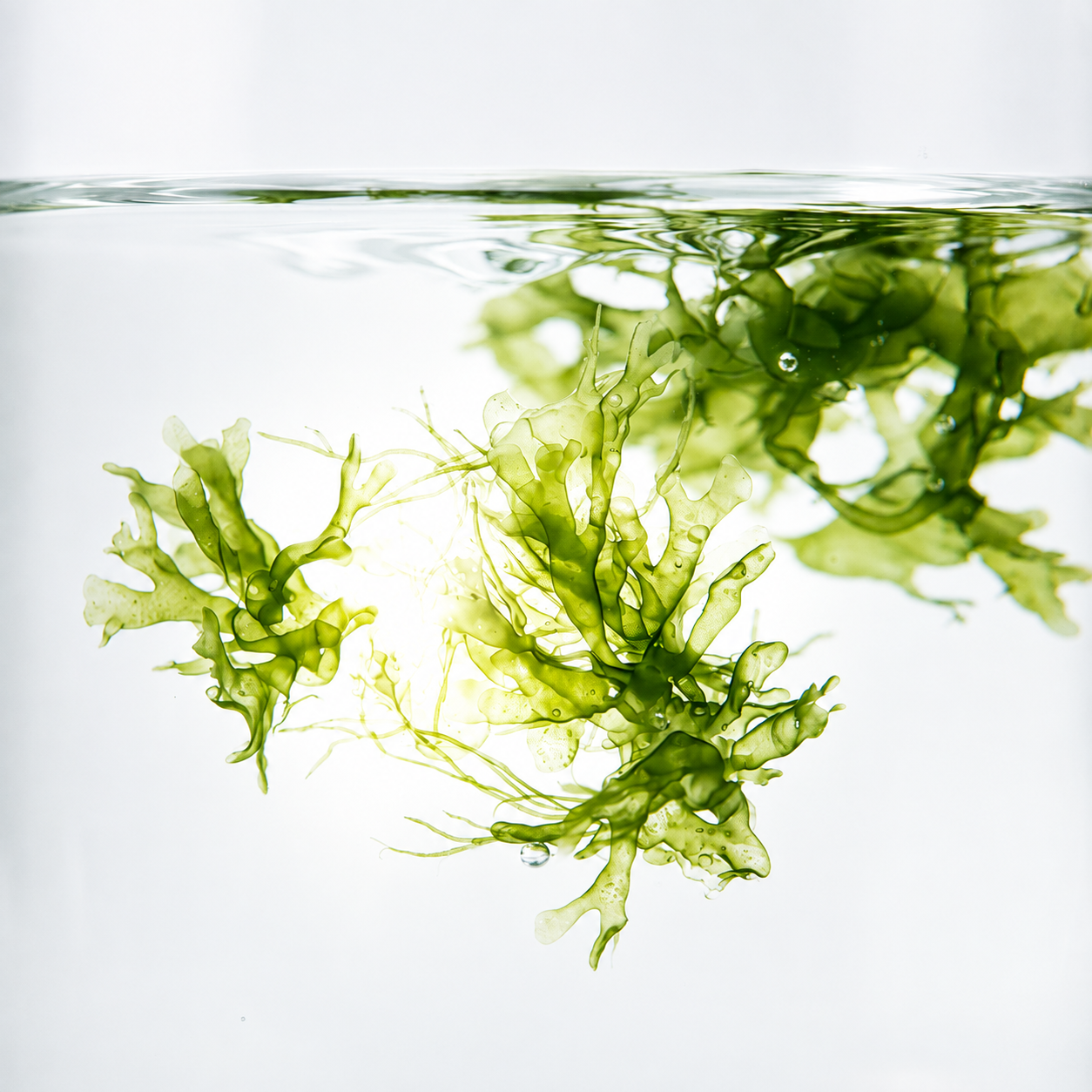 Leuchtend grüne Algen, die im klaren Wasser schwimmen, während das Licht durch ihre durchscheinenden Blätter scheint.
