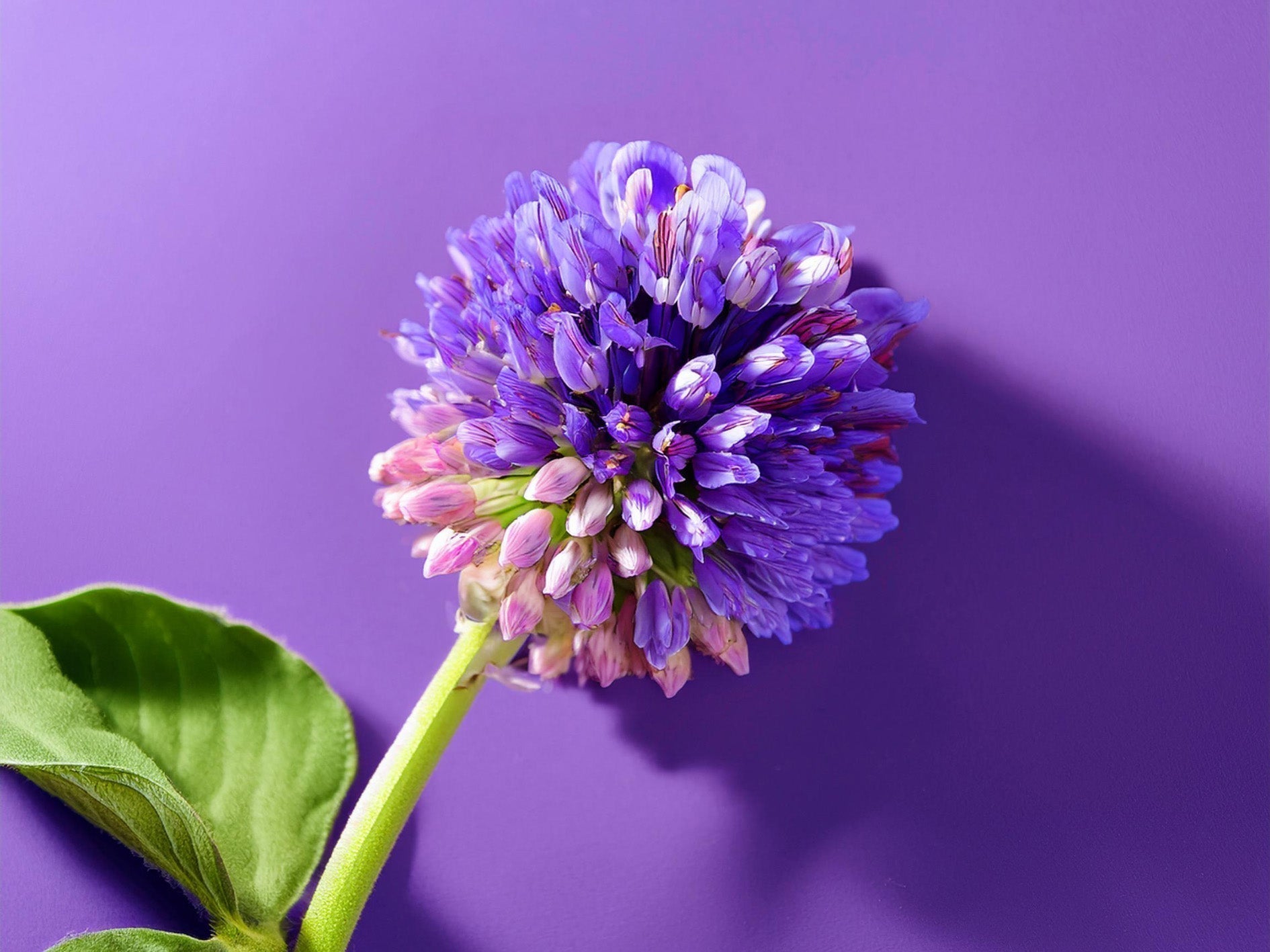 Bakuchiol Guide: Die sanfte Retinol-Alternative für sensible Haut