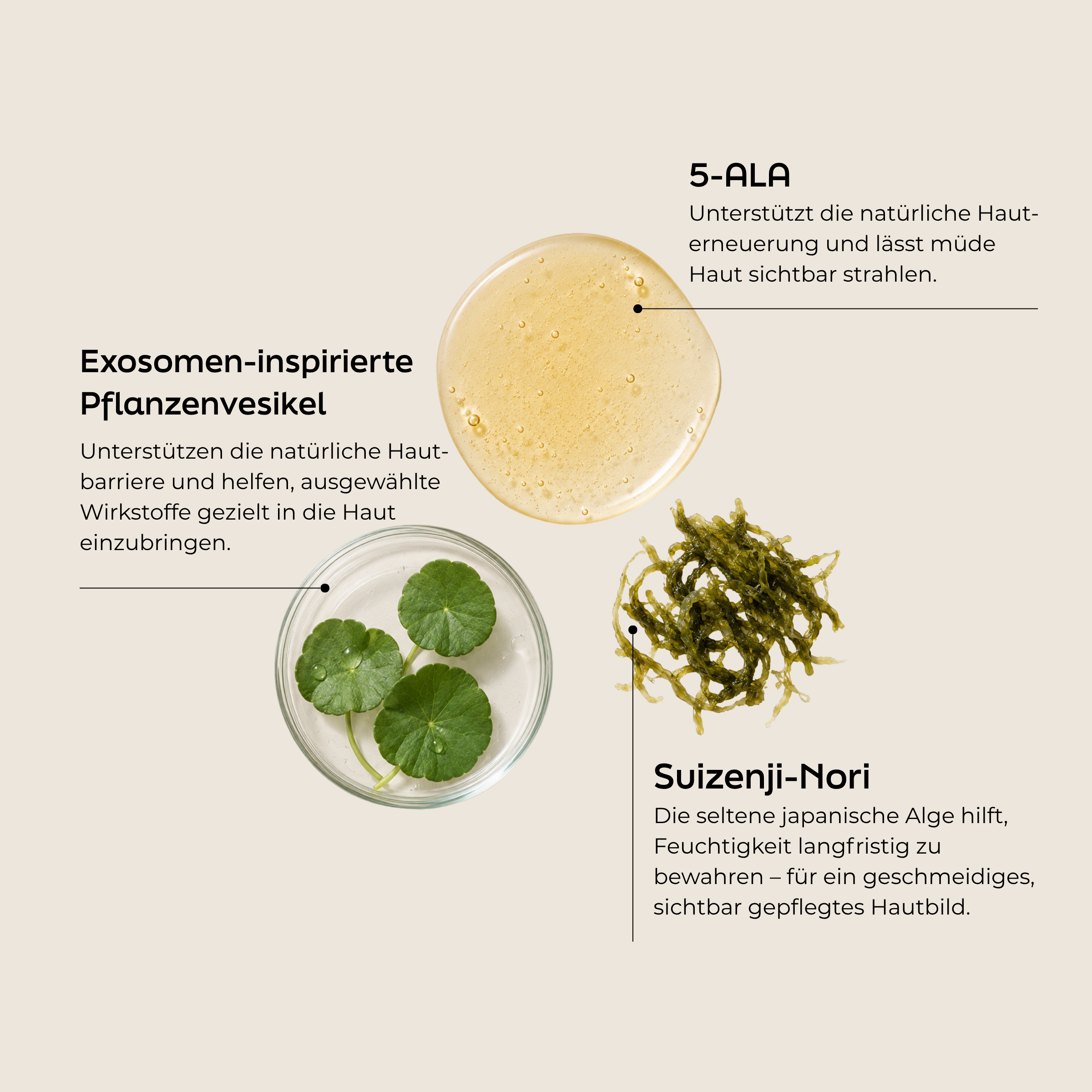Three skincare ingredients with text: Gel-like serum swatch, green Suizenji-Nori algae strands, and Centella asiatica leaves in a glass dish, with German text describing 5-ALA, exosome-inspired plant vesicles, and Suizenji-Nori benefits.