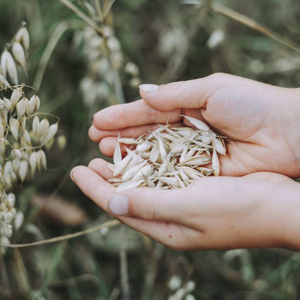 Beta-Glucan Kosmetik: Frau hält Haferpflanzensamen in der Hand. Daraus wird Beta-Glucan gewonnen