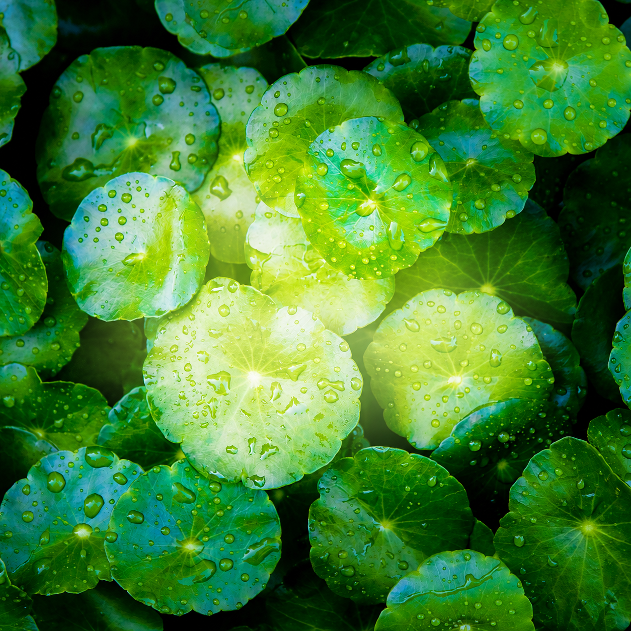 Grüne Blätter mit Wassertropfen, die vom Sonnenlicht beleuchtet werden und eine frische und lebendige Naturkulisse schaffen.
